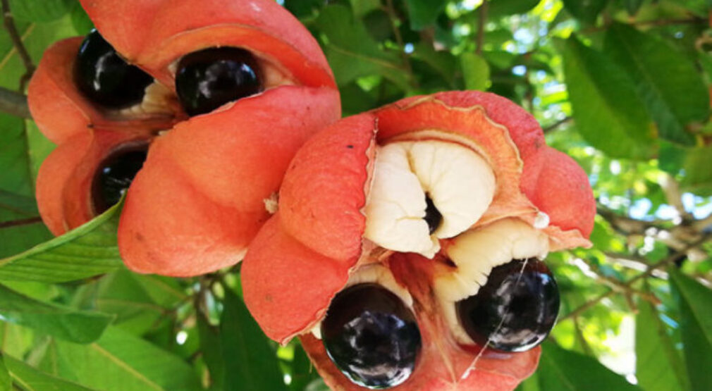 Ackee, el fruto delicioso pero peligroso