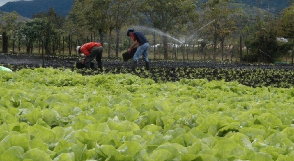 Costa Rica participa en la creación de herramienta tecnológica para enfrentar cambio climático para la agricultura